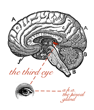 brain sand and pineal gland