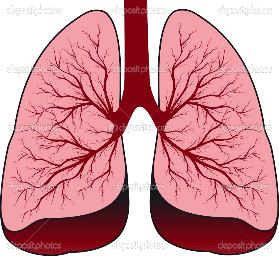 clipart human lungs - photo #4